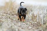 BEAUCERON - PUPPIES 144